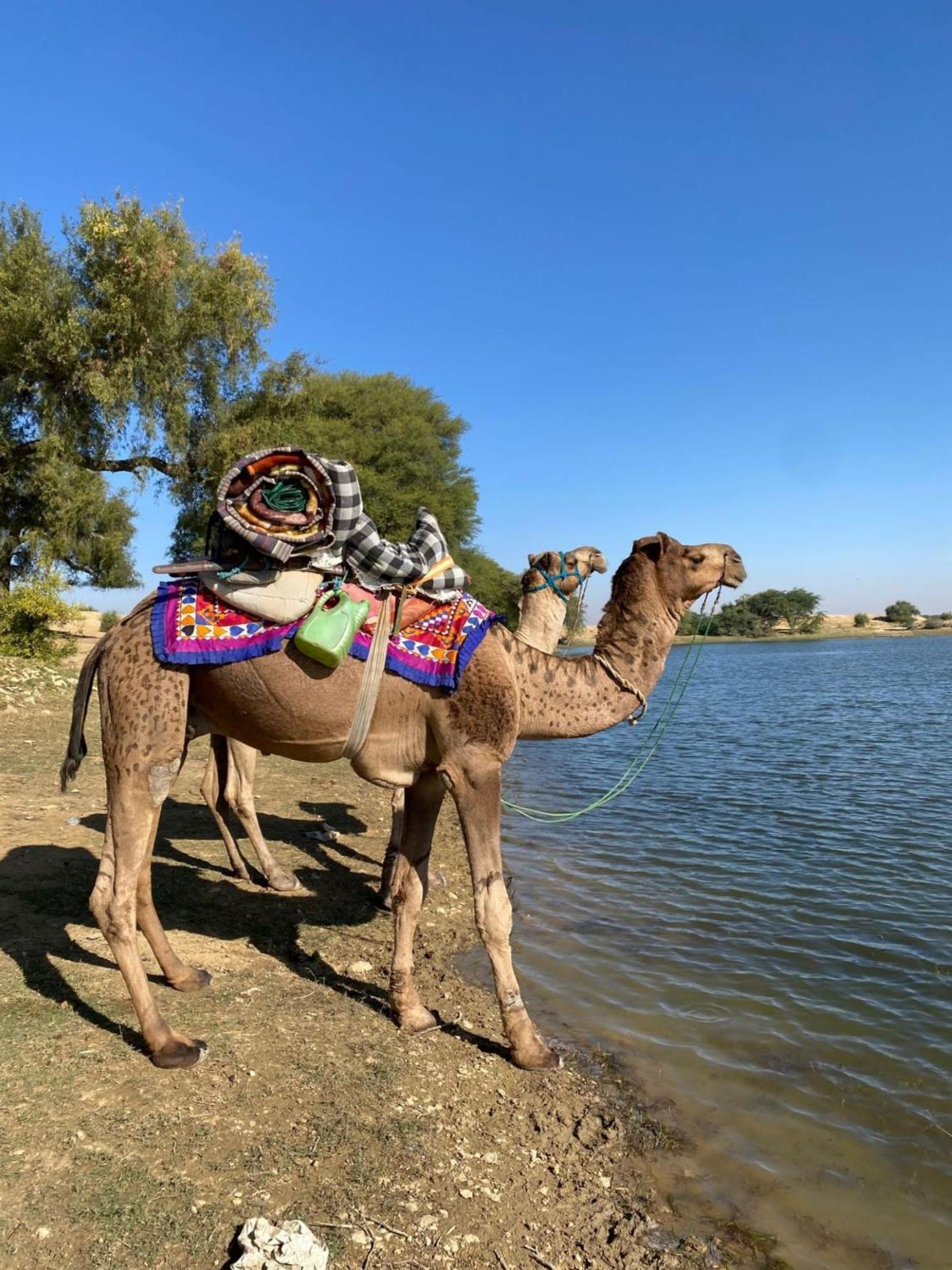 Crazy Camel Hotel & Safari Jaisalmer Exterior foto